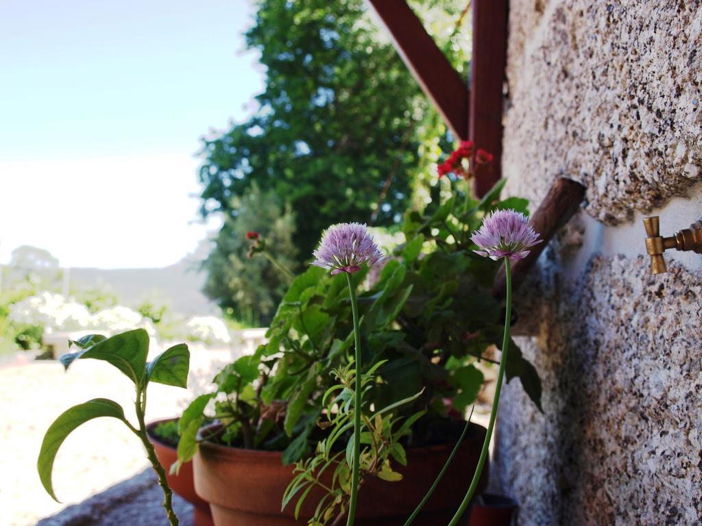 Quinta Da Pousadela - Agroturismo Amarante Luaran gambar